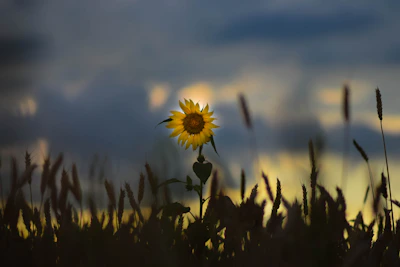 A single sunflower standing strong against a cloudy sky backdrop.