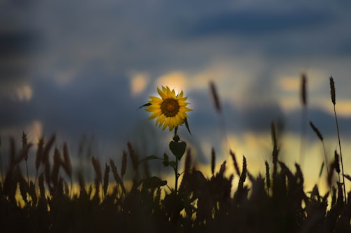 A solitary sunflower standing tall against a bleak, gray sky, its petals slightly wilted.