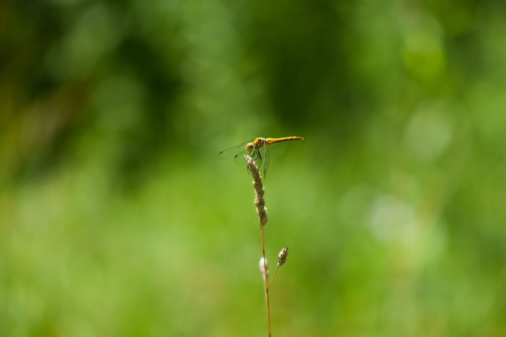 um close up de uma planta com um inseto nela