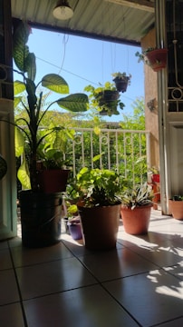 A freshly paved patio surrounded by lush green plants under soft sunlight.
