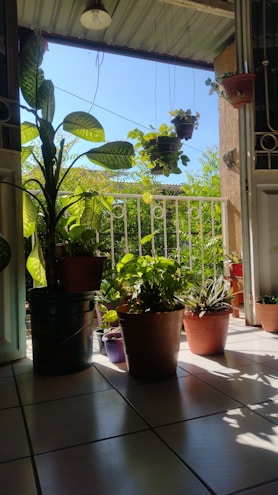 Waterproof outdoor rug laid out on a sunny patio surrounded by potted plants.