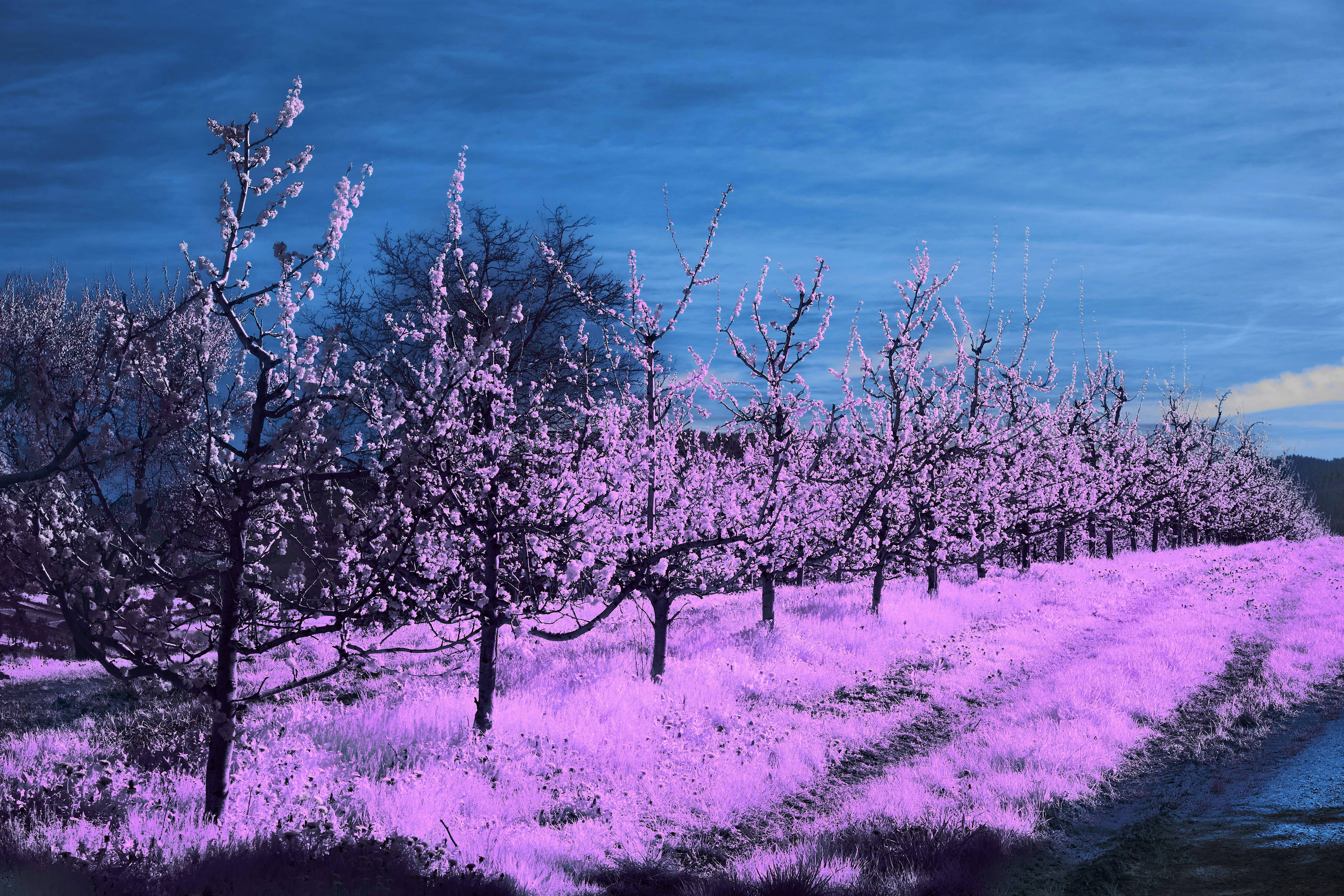 Photo by wolfgang_hasselmann