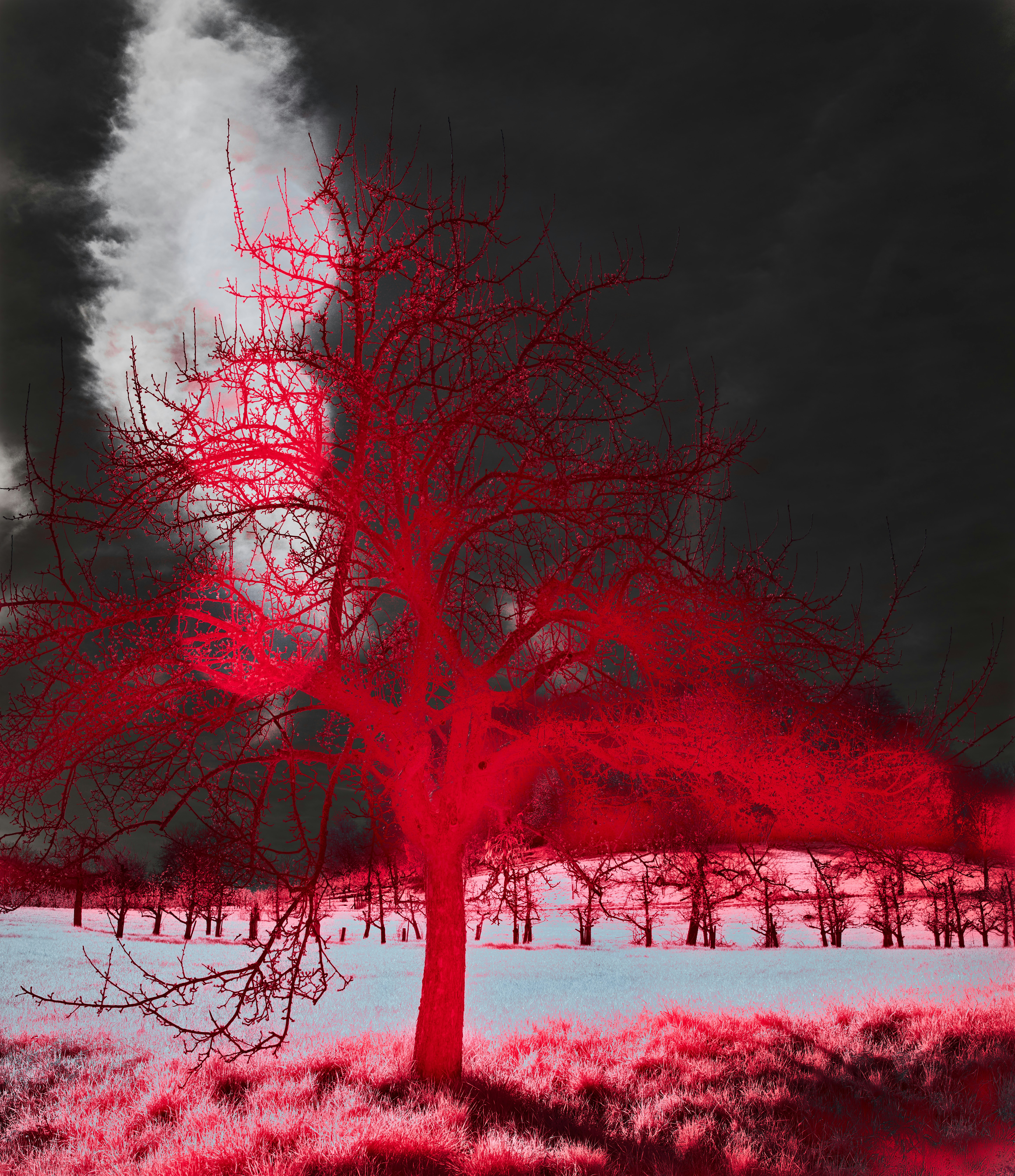 A red tree in the middle of a field photo – Free Tree Image on Unsplash
