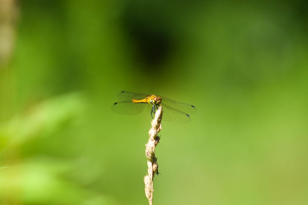 une libellule jaune assise au sommet d’une plante