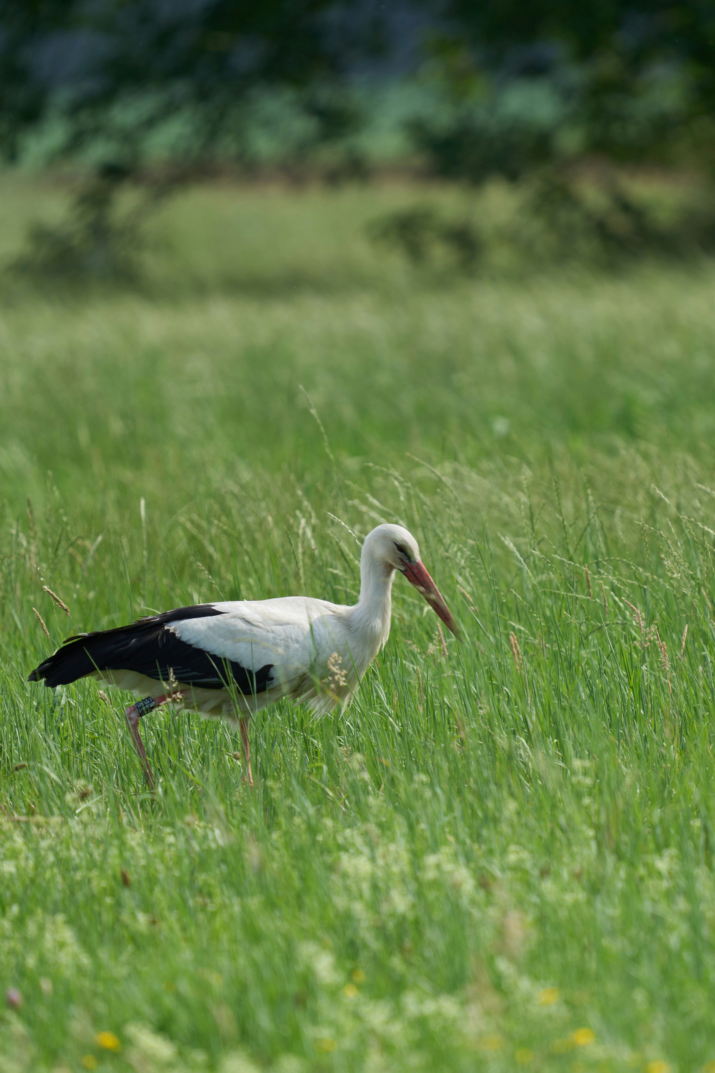 Photo by wolfgang_hasselmann