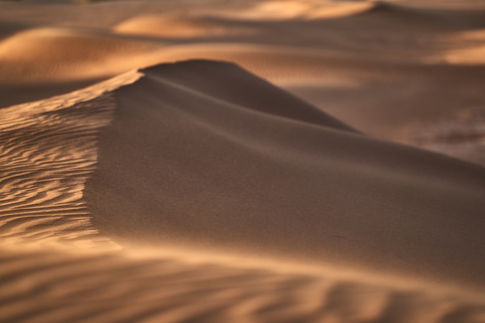 a desert landscape with sand dunes and trees