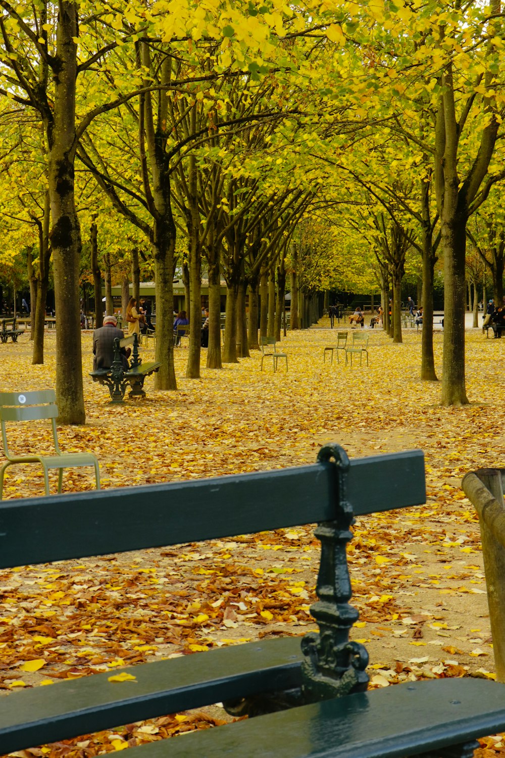 a park filled with lots of leaf covered trees