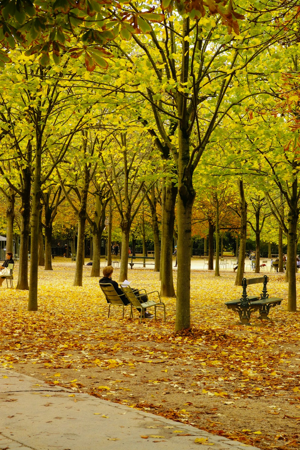 a park filled with lots of leaf covered trees