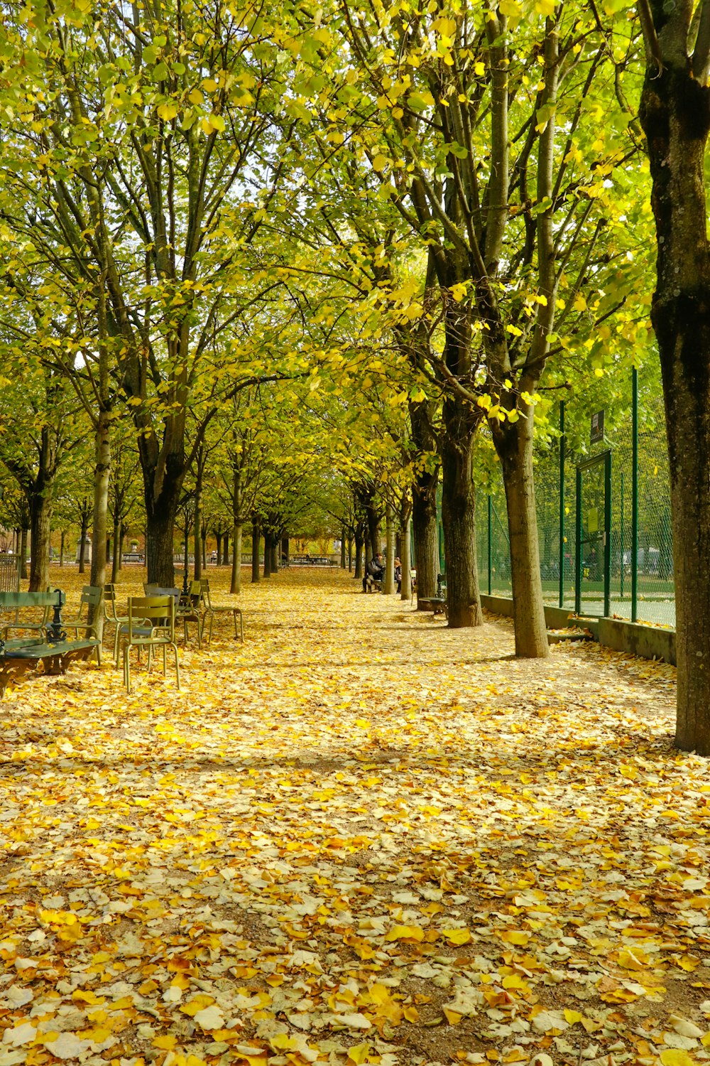 a park filled with lots of leaf covered trees