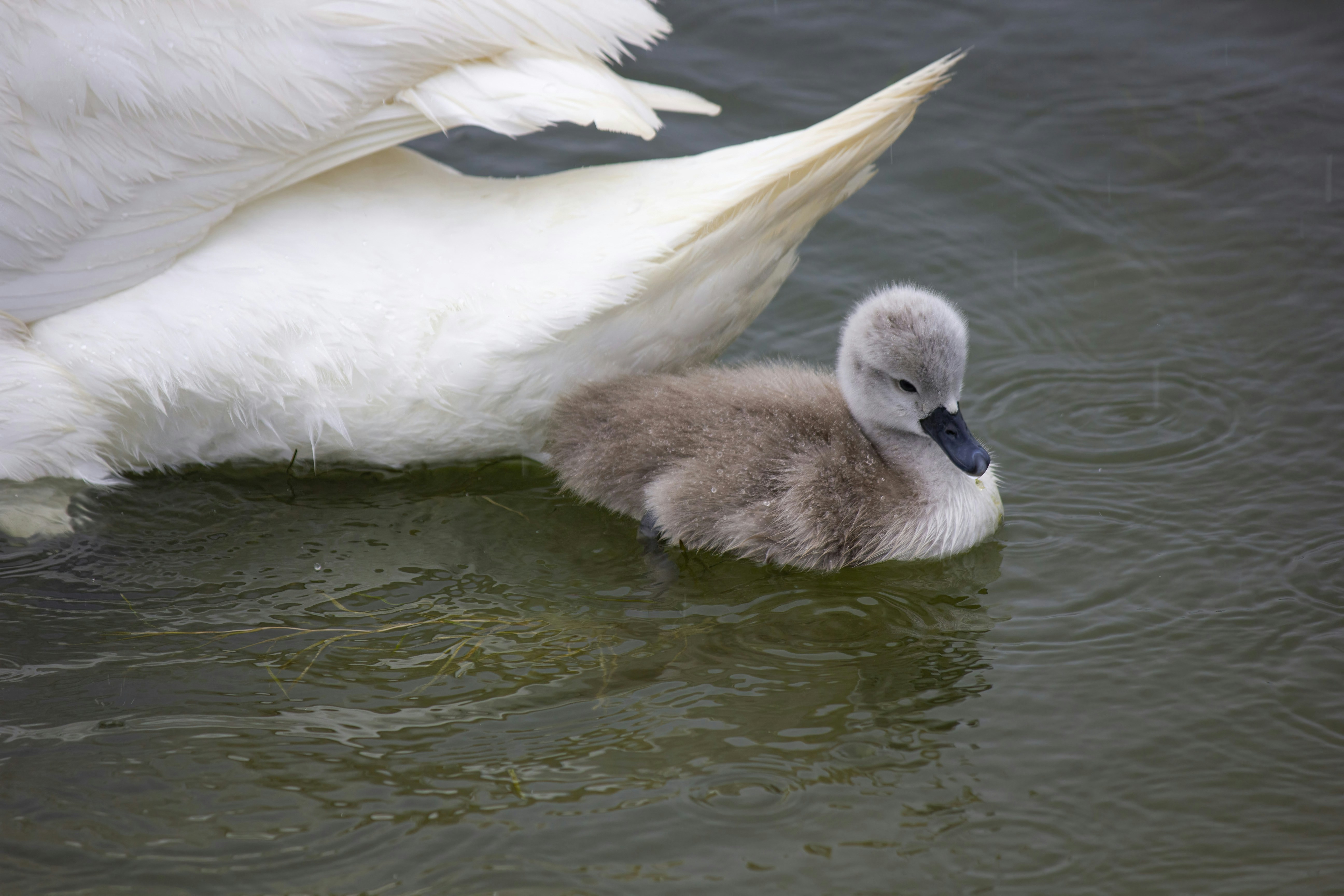 Photo by stepan_konev