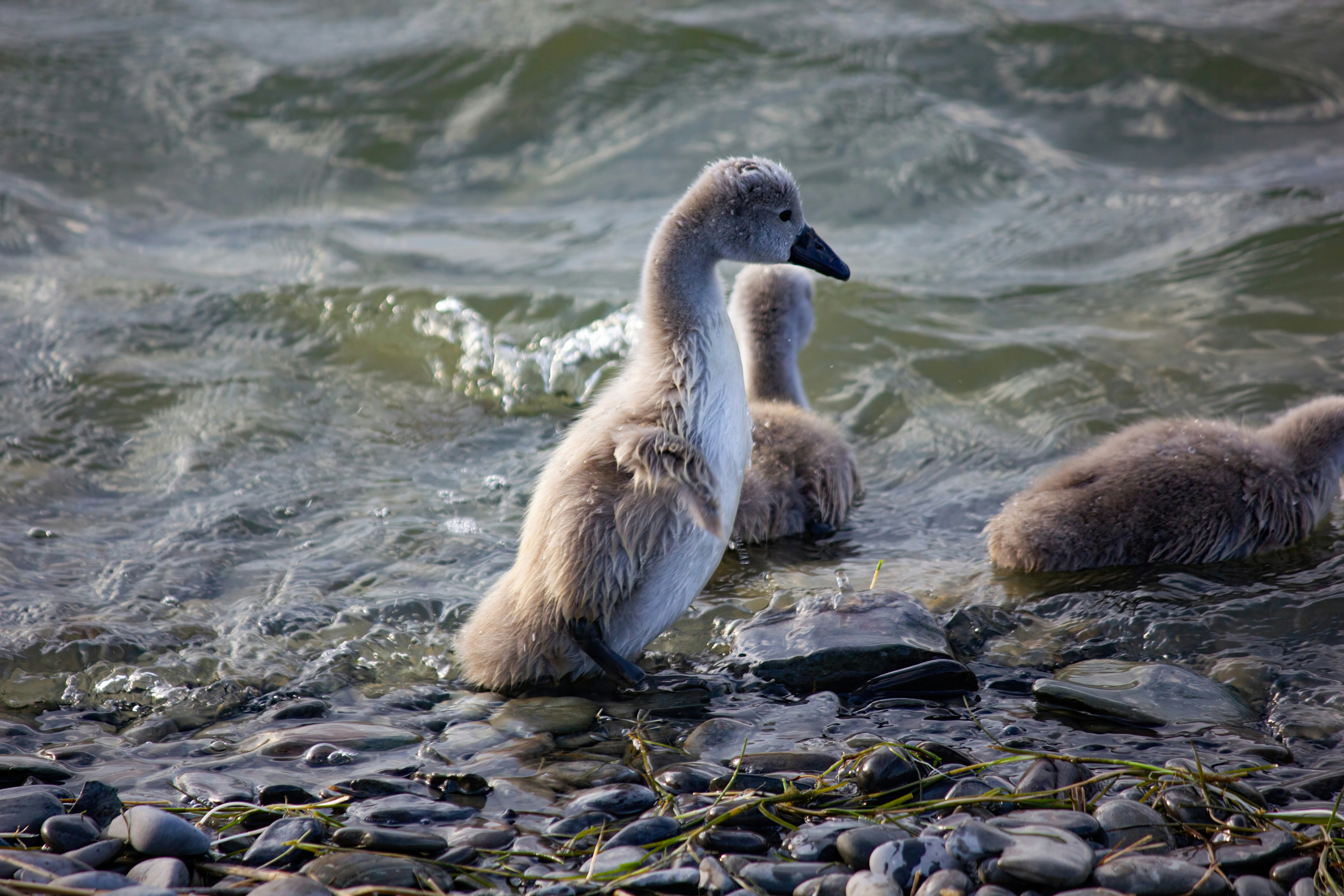 Photo by stepan_konev