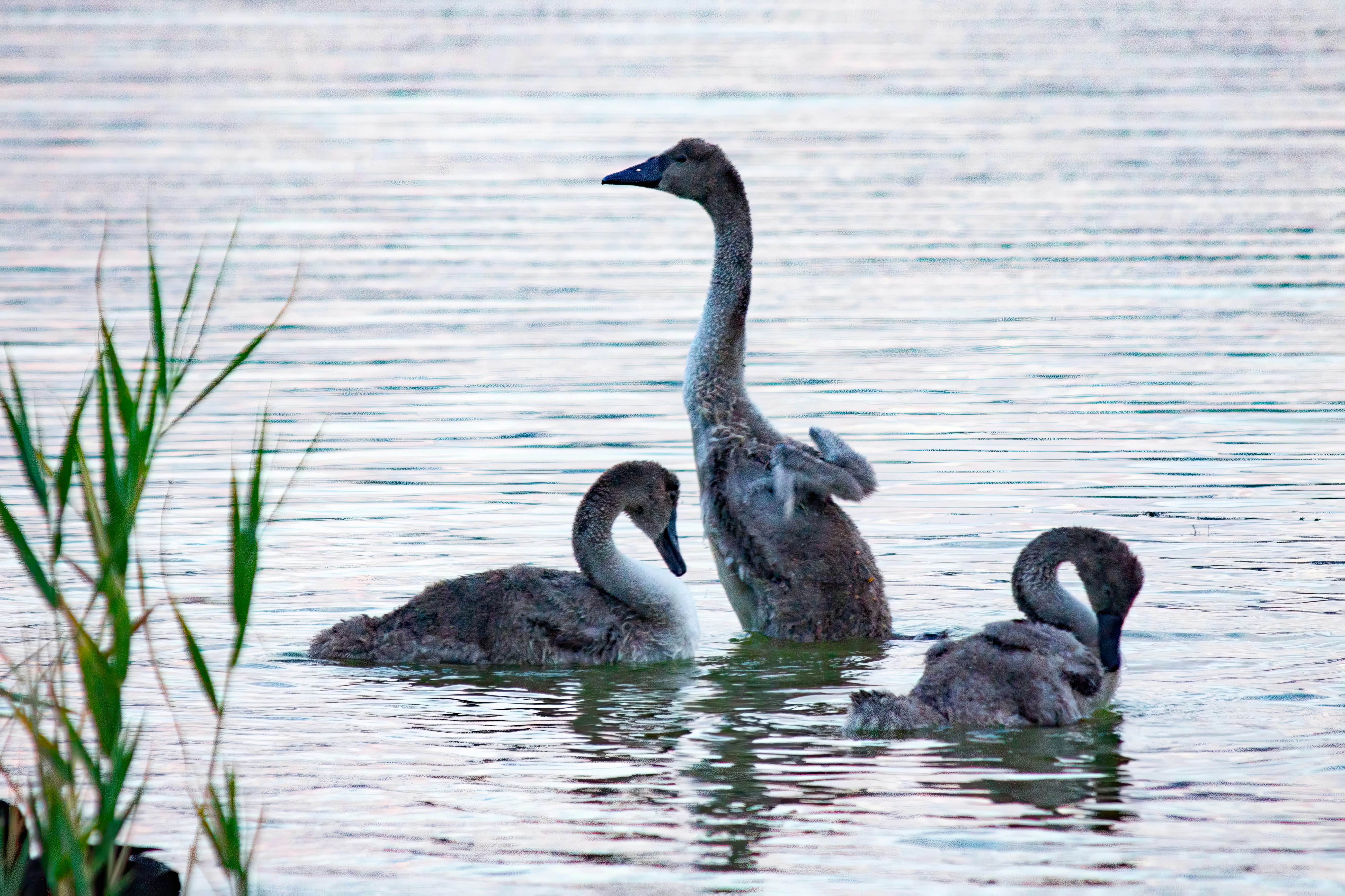 Photo by stepan_konev