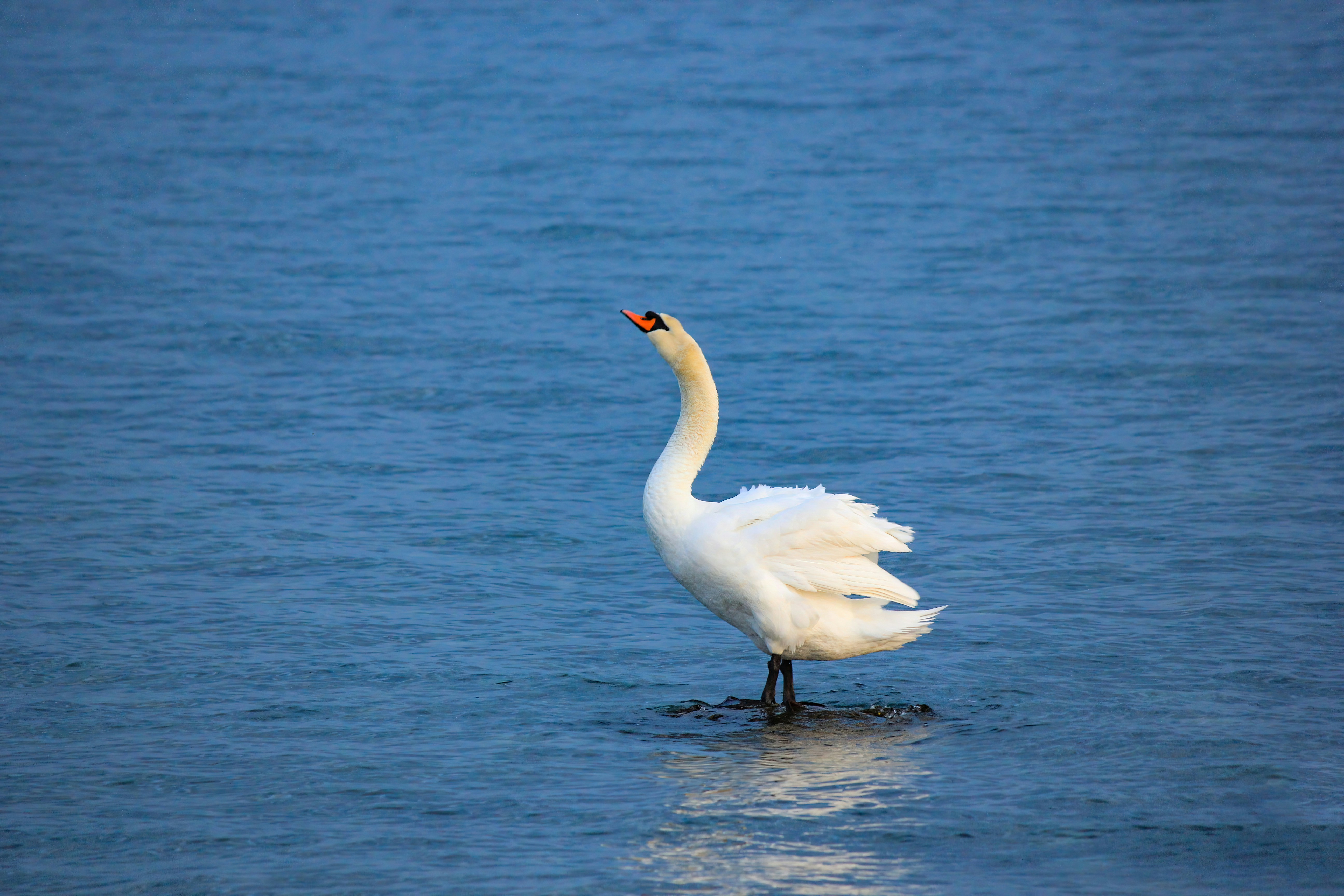 Photo by stepan_konev