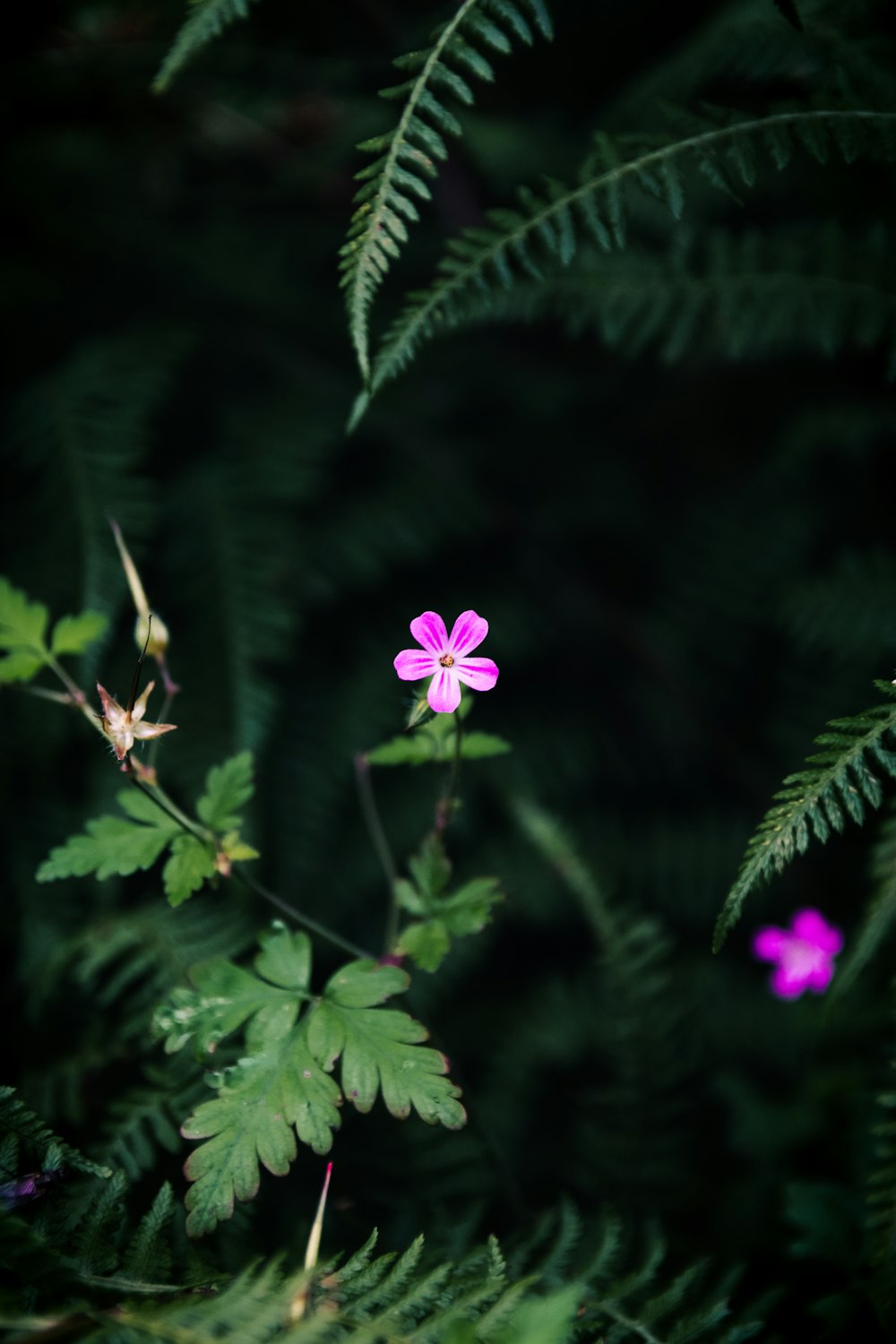 a small pink flower sitting on top of a lush green plant