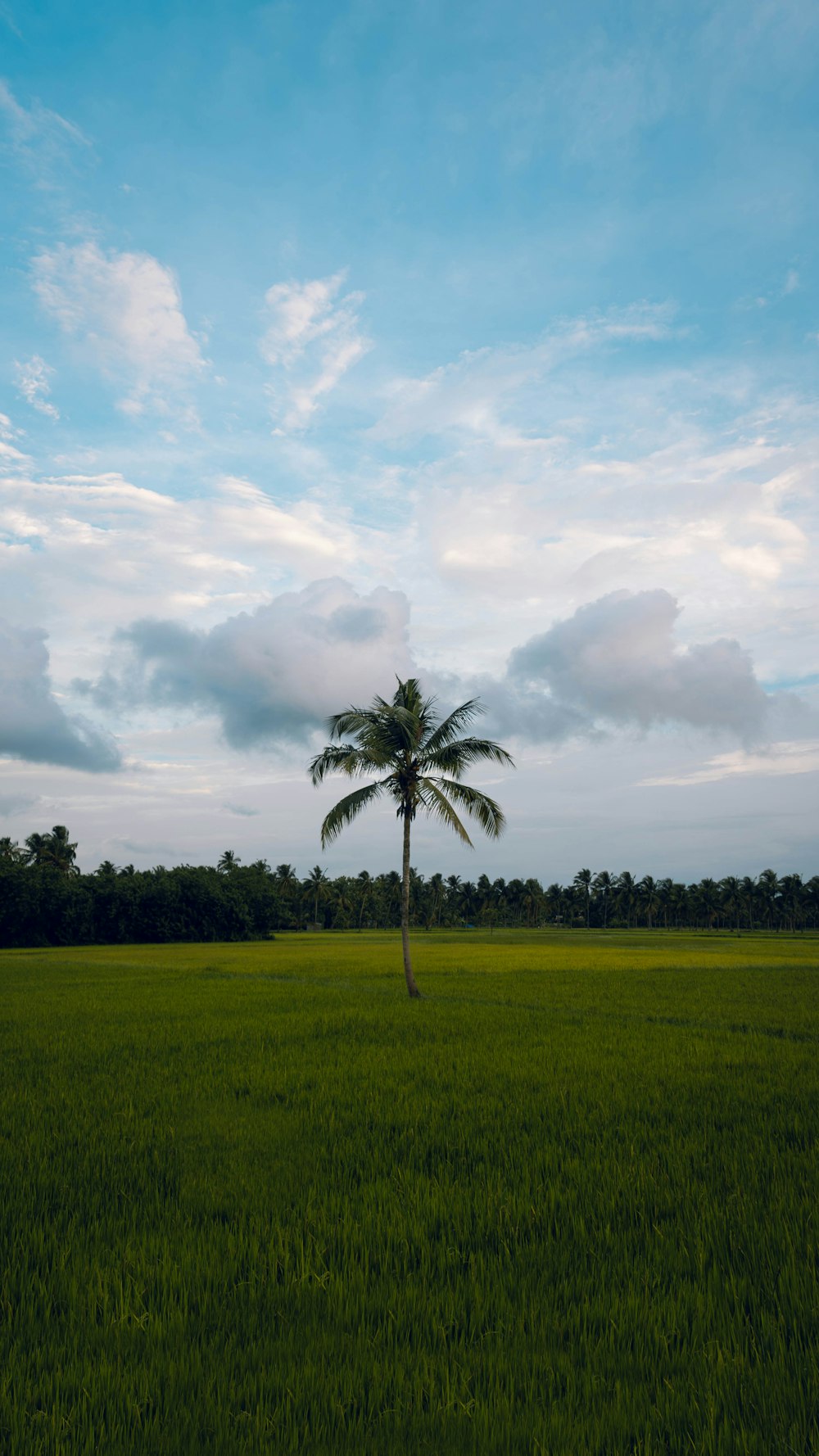 a lone palm tree in the middle of a green field