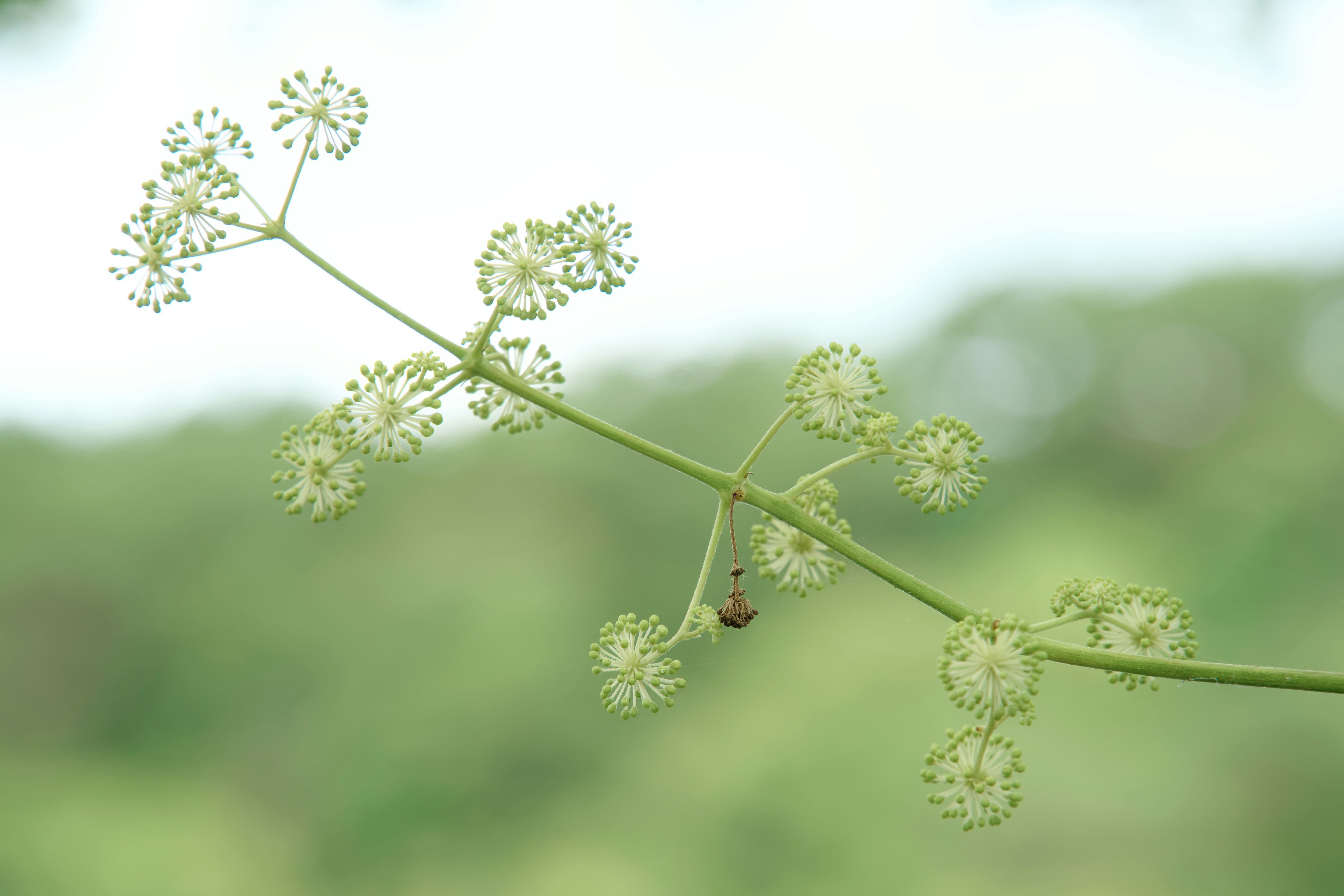 Photo by da_shika_photo