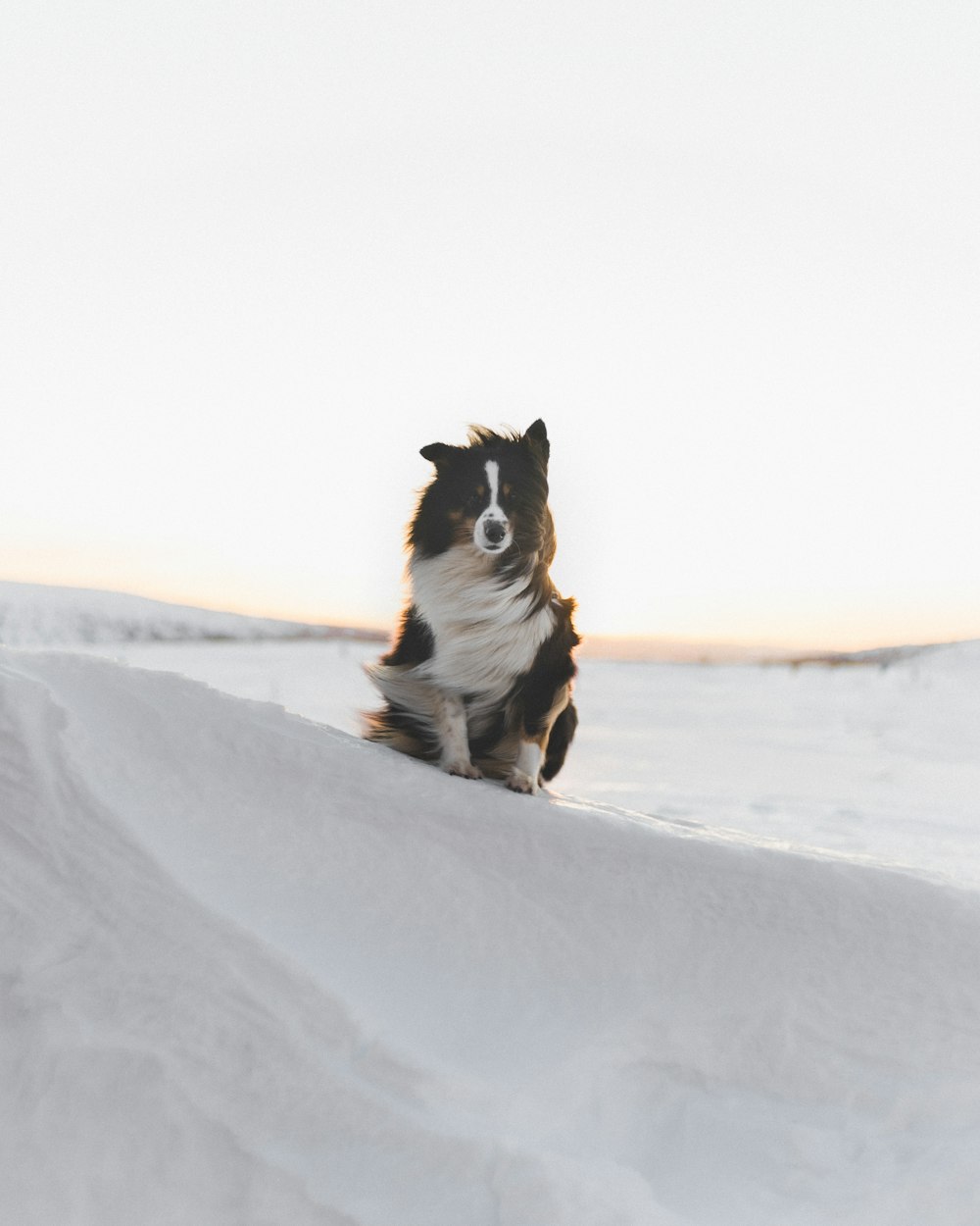 a black and white dog is sitting in the snow