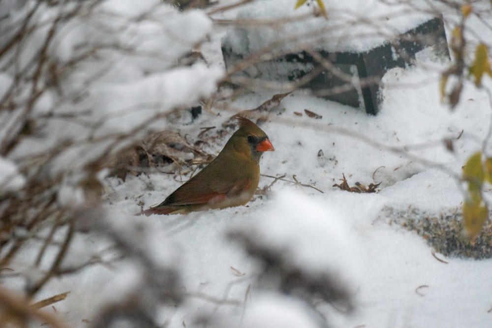 a bird sitting on the ground in the snow