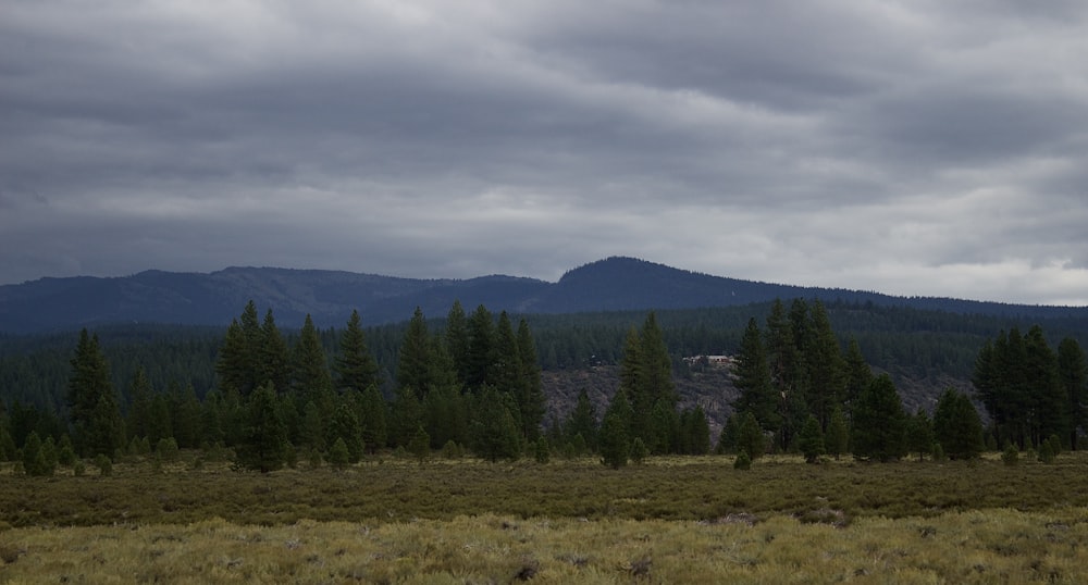 a grassy field with trees and mountains in the background