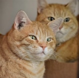 a cat looking at itself in a mirror