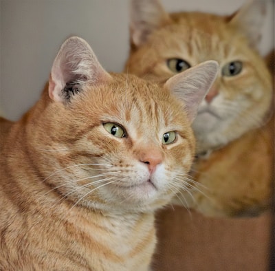 a cat looking at itself in a mirror