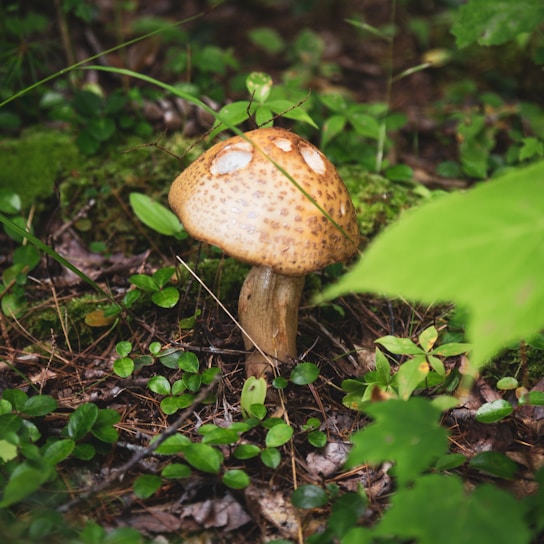 A mushroom with a speckled brown cap and white spots is growing among dense green foliage on the forest floor. The surrounding area is lush with small leaves and moss-covered ground, creating a natural woodland setting.