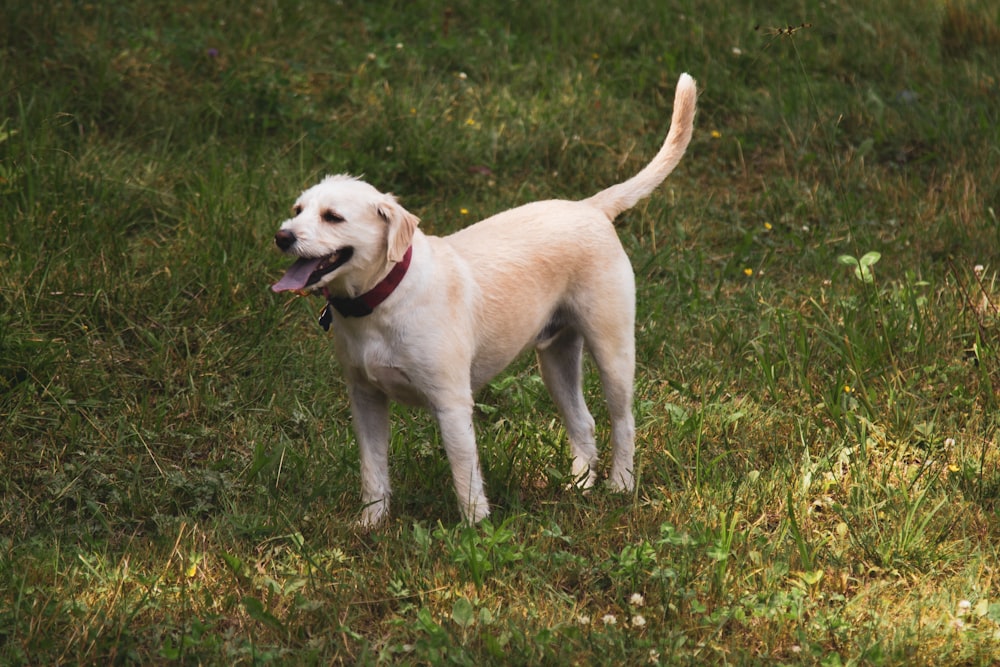 a white dog standing on top of a lush green field