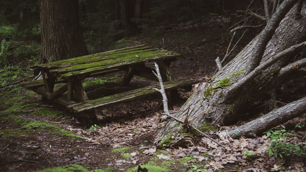 a wooden bench sitting in the middle of a forest