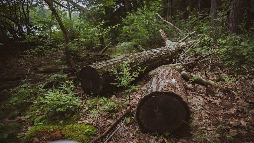 a large log laying on the ground in the woods