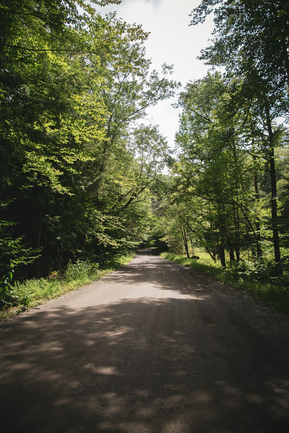 a dirt road in the middle of a forest