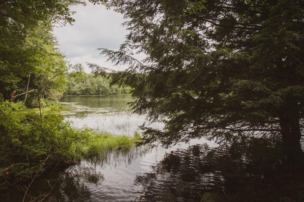 a body of water surrounded by trees and grass