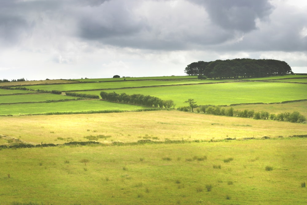 a green field with a lone tree in the distance