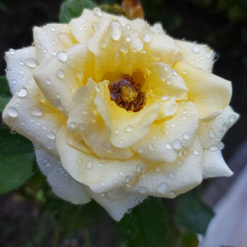 a yellow rose with water droplets on it