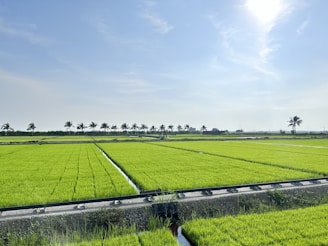 a large field of green grass next to a road