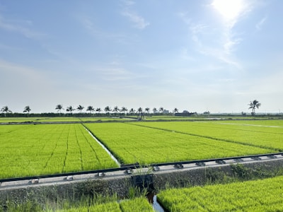 a large field of green grass next to a road