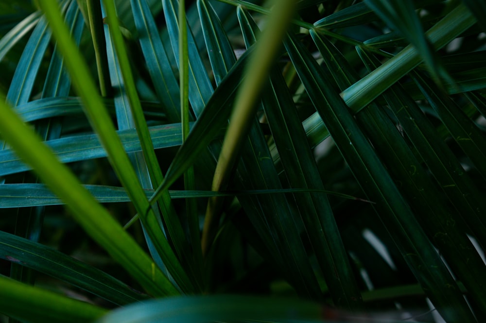 a close up of a plant with green leaves