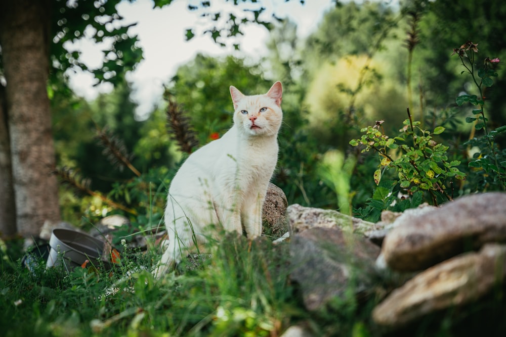 a white cat sitting on a rock in the grass