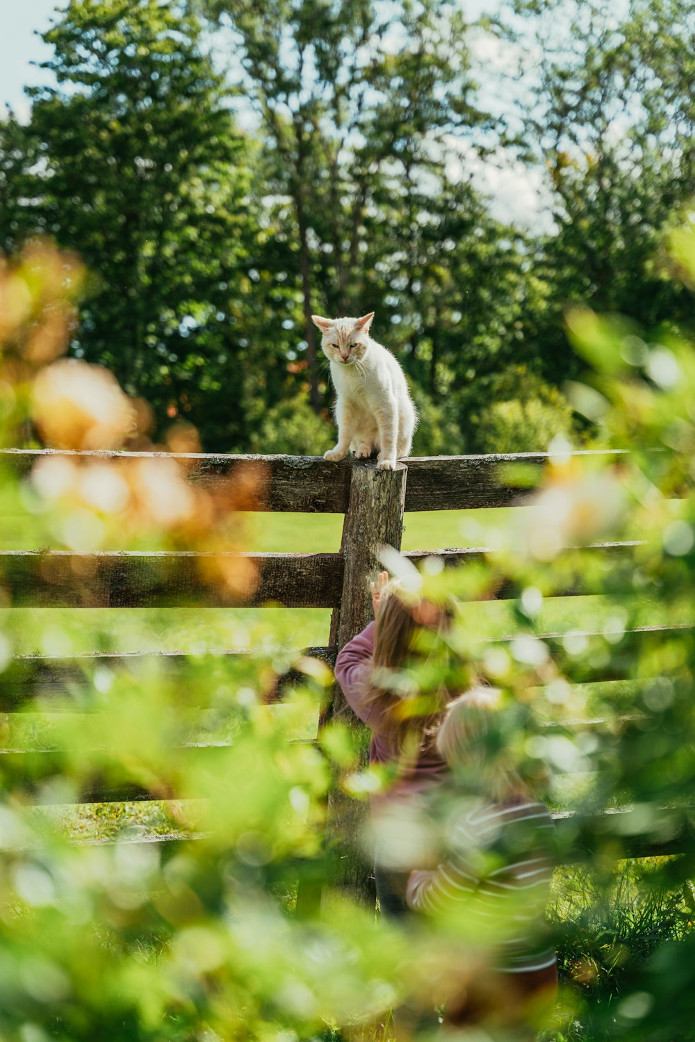 a white cat sitting on top of a wooden fence