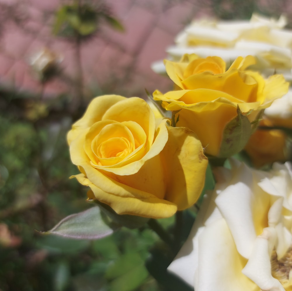 a close up of yellow roses in a garden