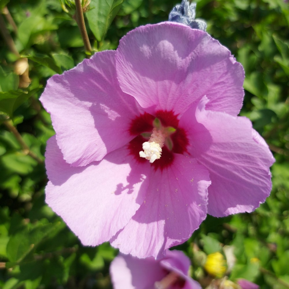 a close up of a pink flower with green leaves