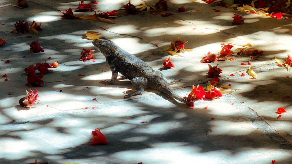 a large lizard sitting on top of a sidewalk