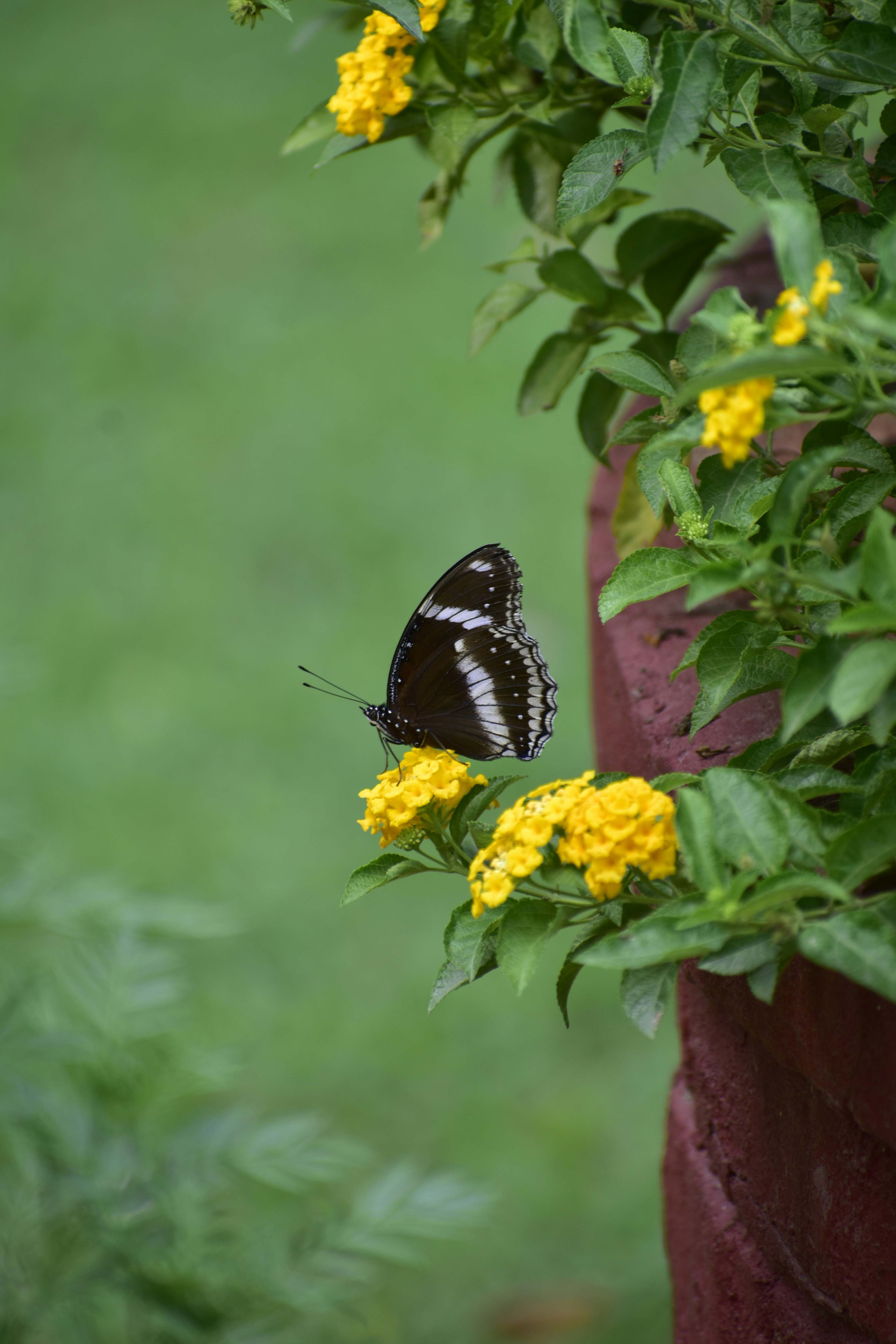 A black and white butterfly sitting on a yellow flower photo – Free ...