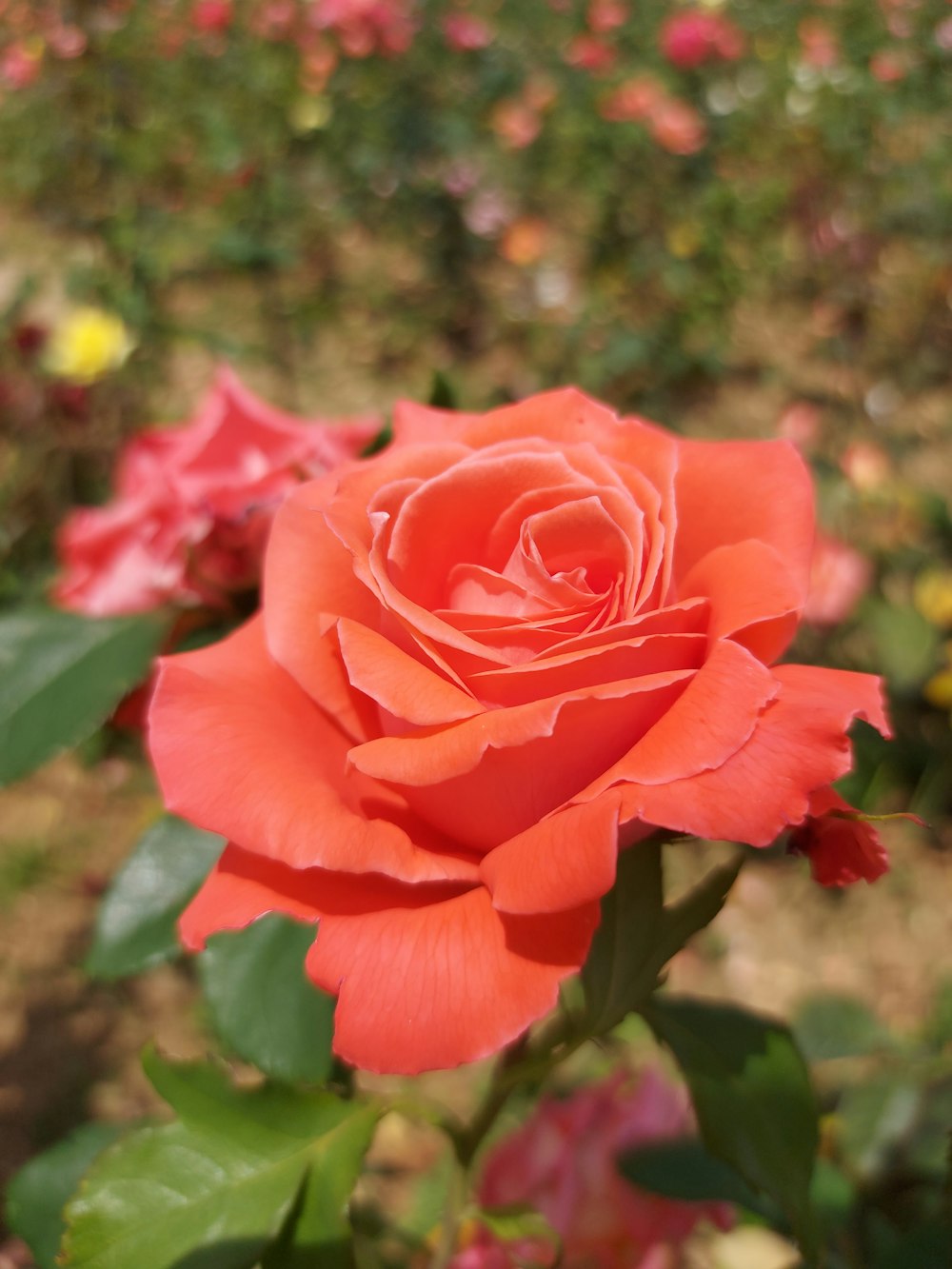 a red rose is blooming in a garden