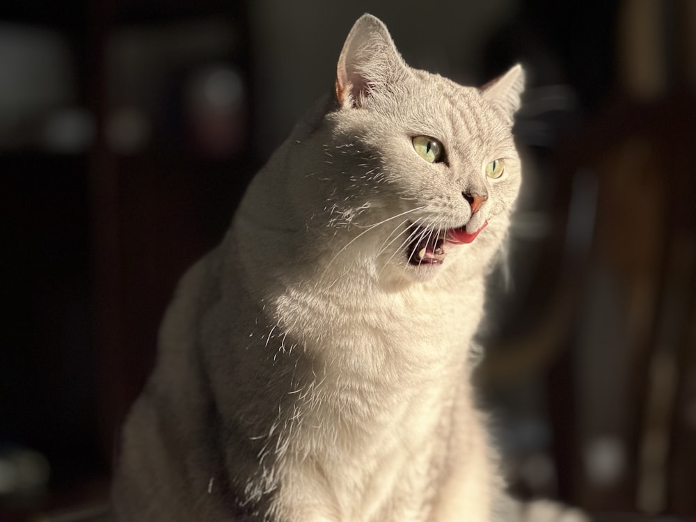 a white cat sitting on top of a table