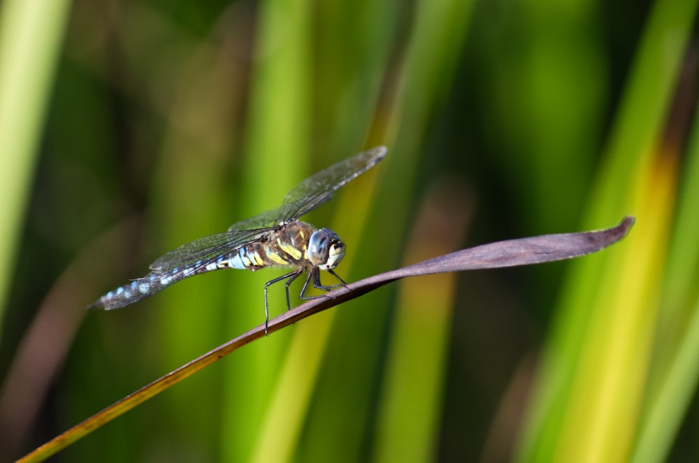 a blue dragonfly resting on a blade of grass