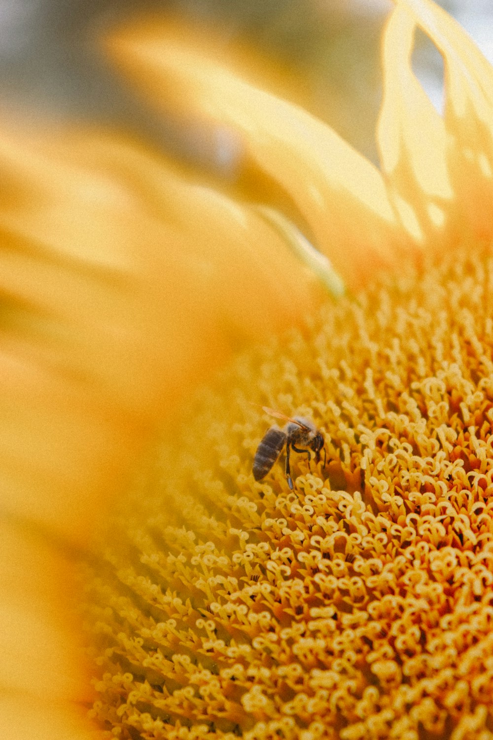 a bee on a sunflower with a blurry background