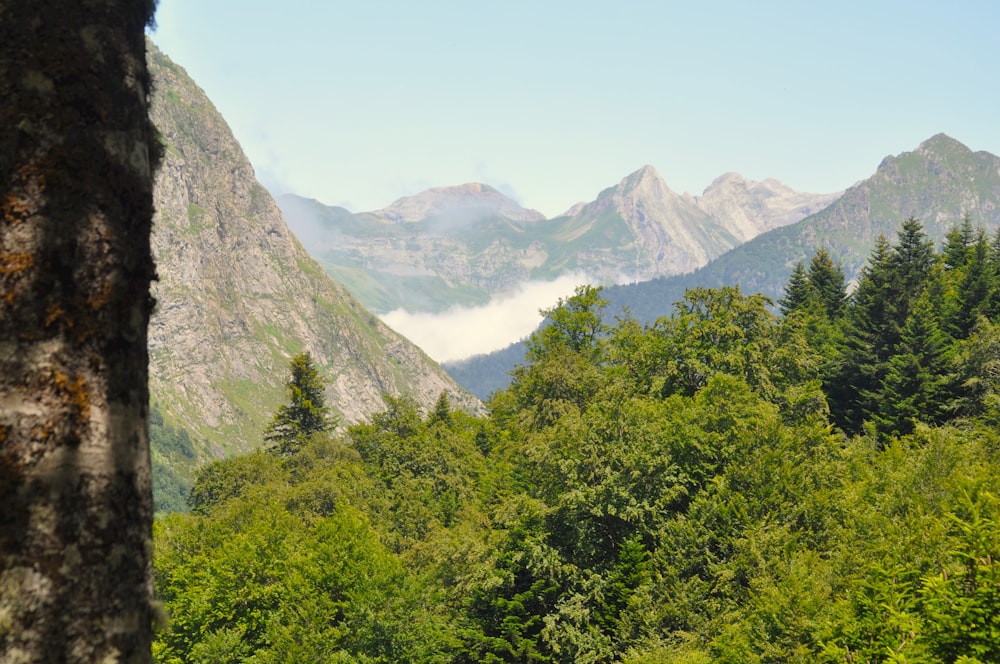 una vista di una catena montuosa da una foresta