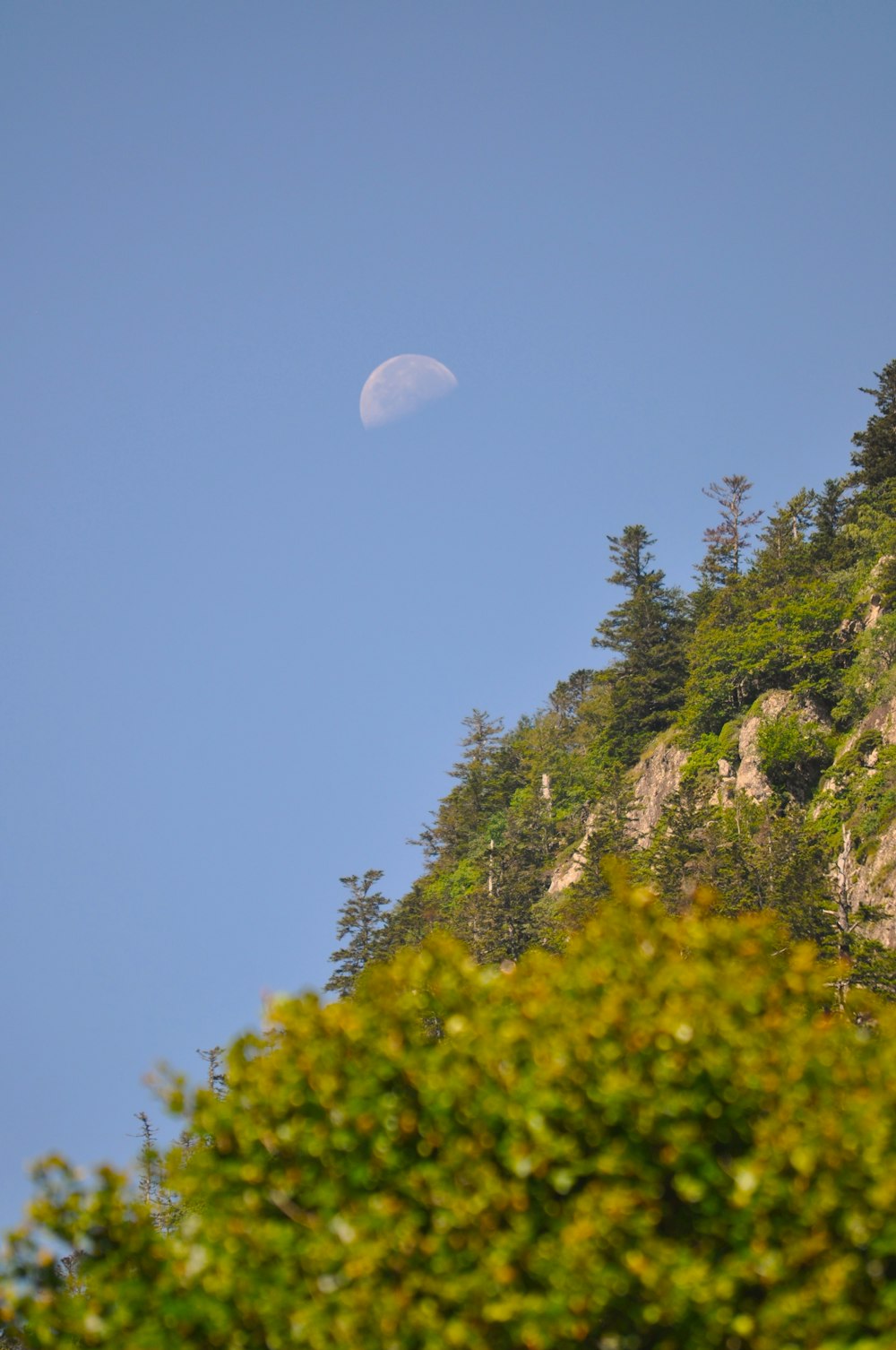 the moon is seen over a mountain with trees