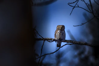 A close-up of a delicate amigurumi owl perched on a mossy branch in a dark forest setting.