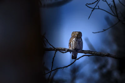 A close-up of a delicate amigurumi owl perched on a mossy branch in a dark forest setting.